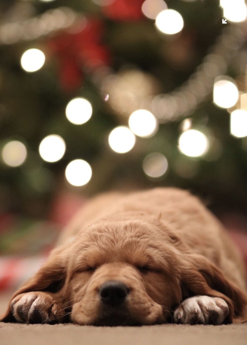 hund under julgran